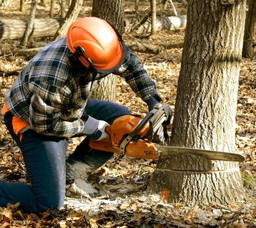 Tree Removal in Wall, TX